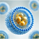 Liposomal Ingredients