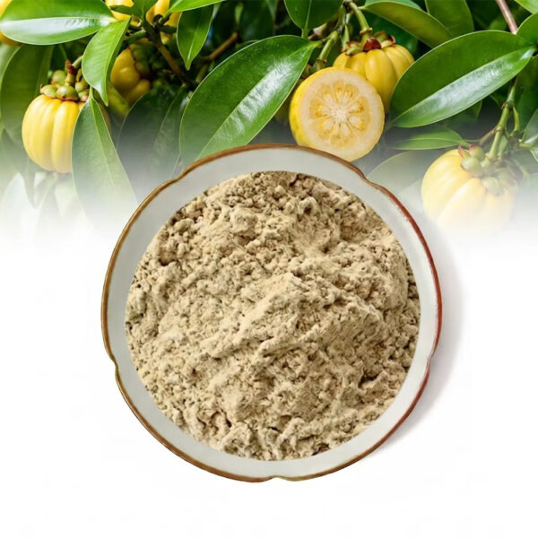Garcinia cambogia extract powder with yellow Garcinia fruit and leaves for standardized botanical supplement formulations