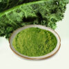 Kale powder with fresh kale leaves as a vegetable ingredient for supplement and nutrition powder formulations