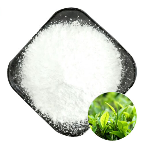Epicatechin powder displayed as a fine white powder on a black dish with an inset showing fresh tea leaves
